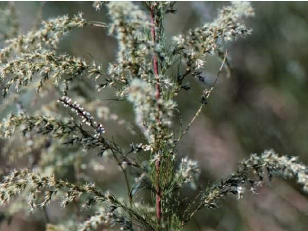 Dogfennel fruit