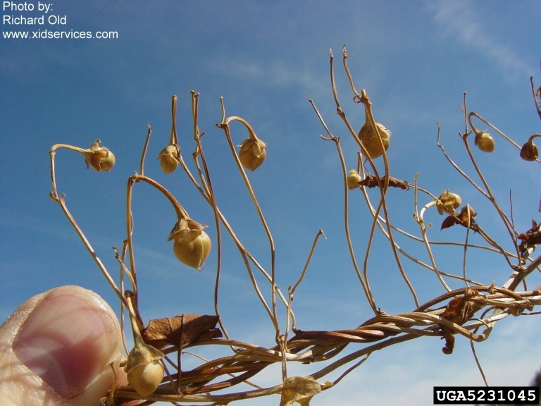 Field bindweed fruit