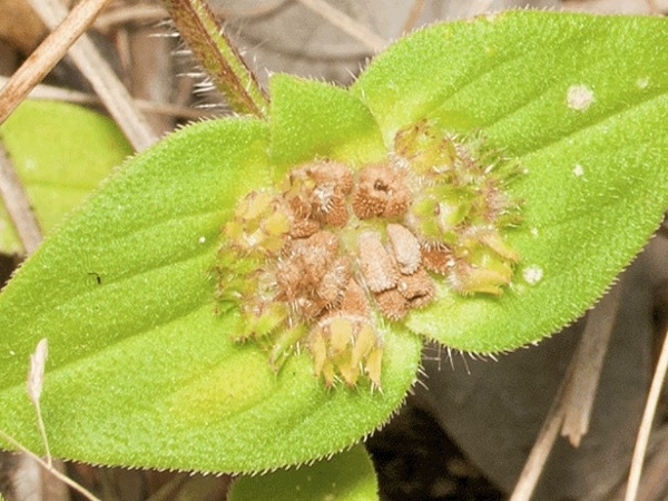 Florida pusley fruit