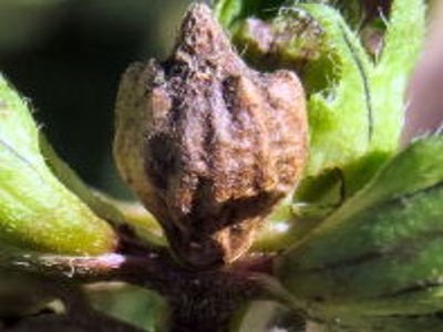 Giant ragweed fruit