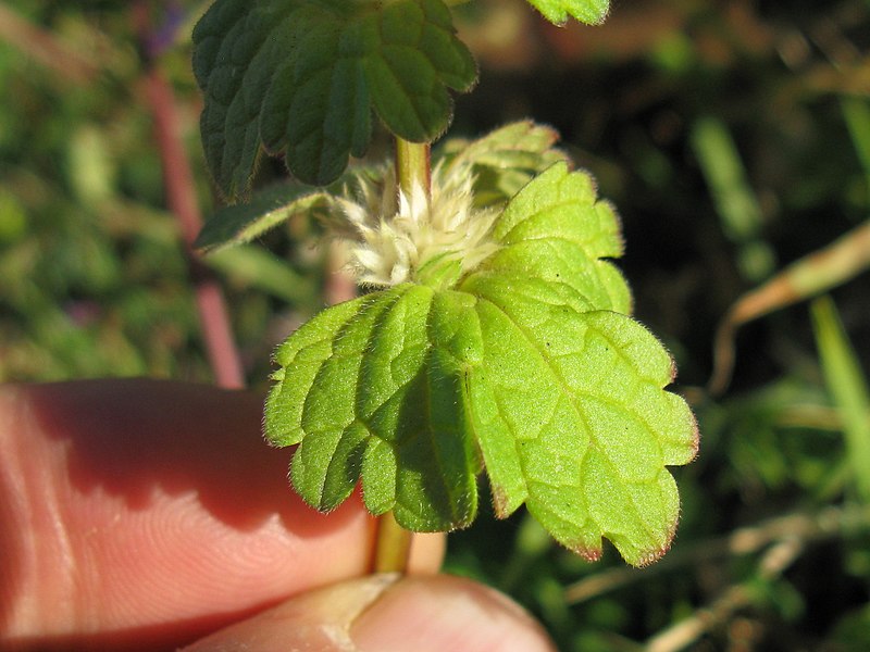 Henbit fruit