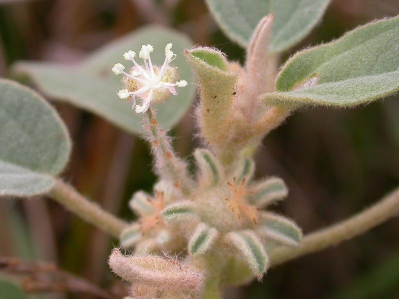 Woolly croton flowers