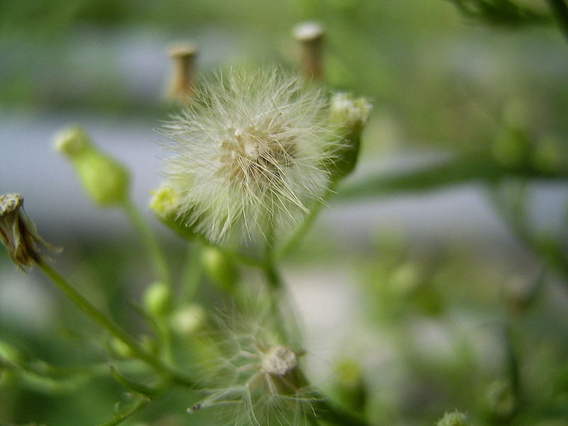Horseweed fruit