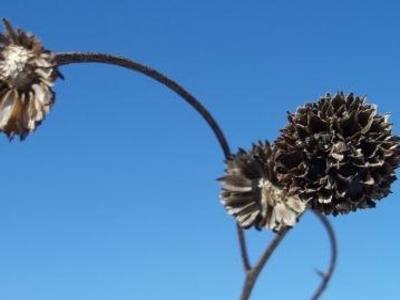 Jerusalem artichoke fruit