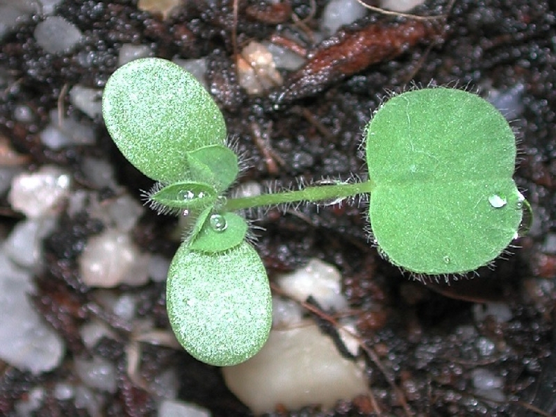 Large hop clover seedling