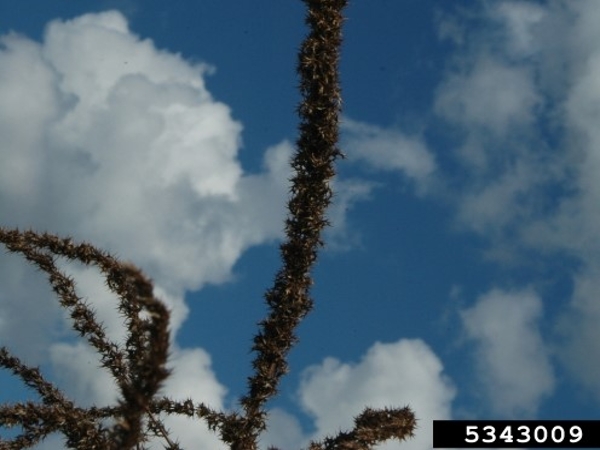 Palmer amaranth fruit