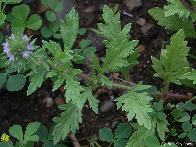 Prostrate verbens leaves
