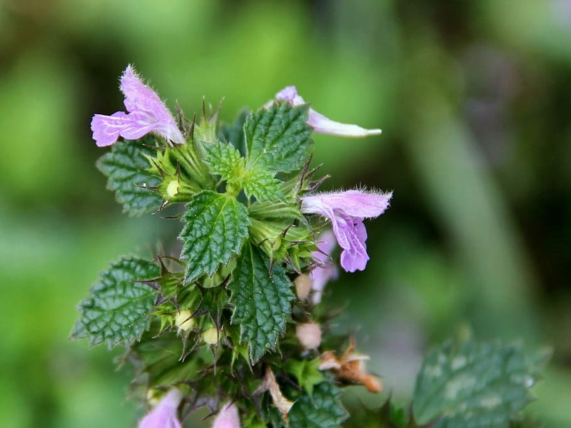 Purple deadnettle fruit