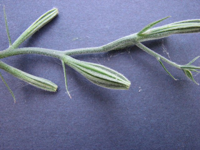 Showy evening primrose fruit