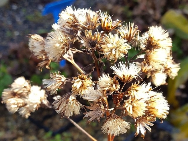 Slender aster fruit