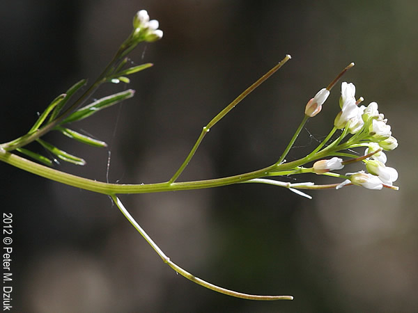 Smallflower bittercress fruit