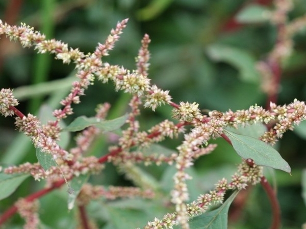 Spiny amaranth fruit