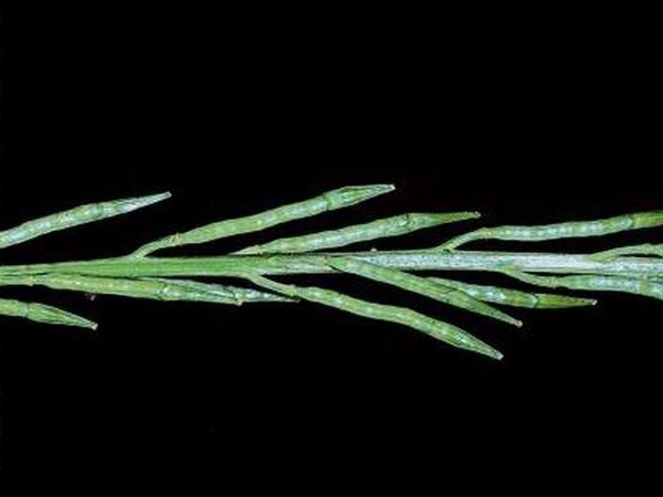 Wild mustard fruit