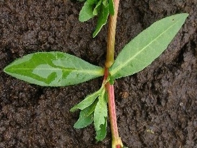 Alligatorweed leaves