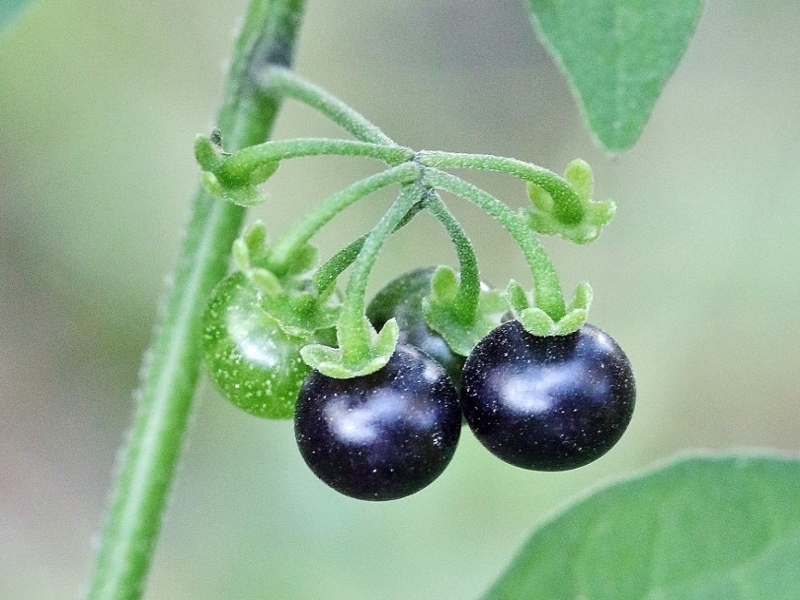 American nightshade fruit