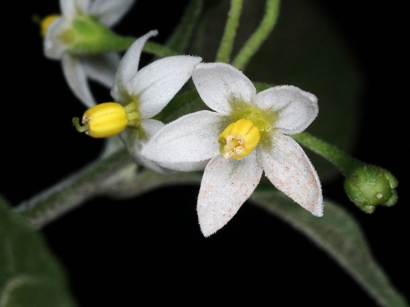 American nightshade flowers