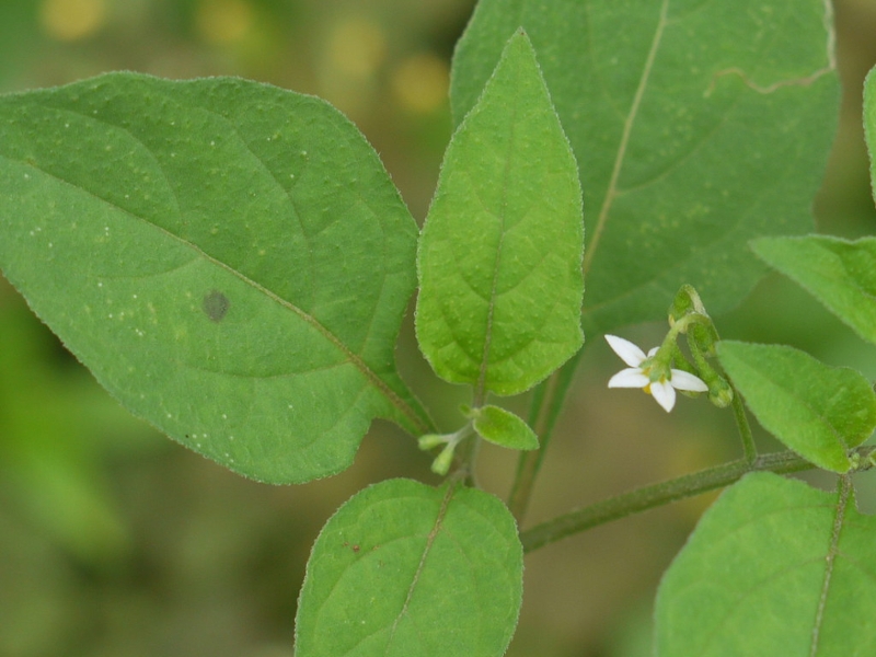American nightshade leaves
