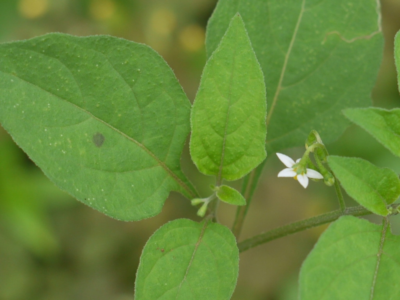 American nightshade leaves