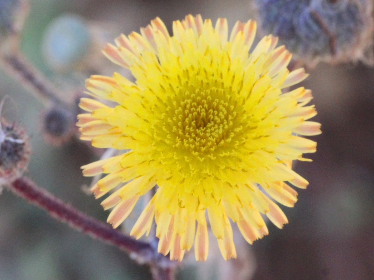 Annual sowthistle flower