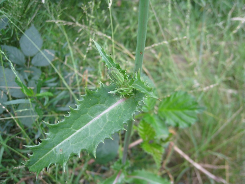 Annual sowthistle leaf