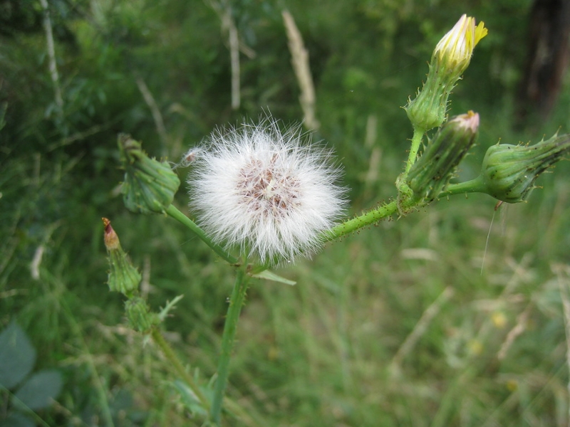 annual sowthistle seedhead