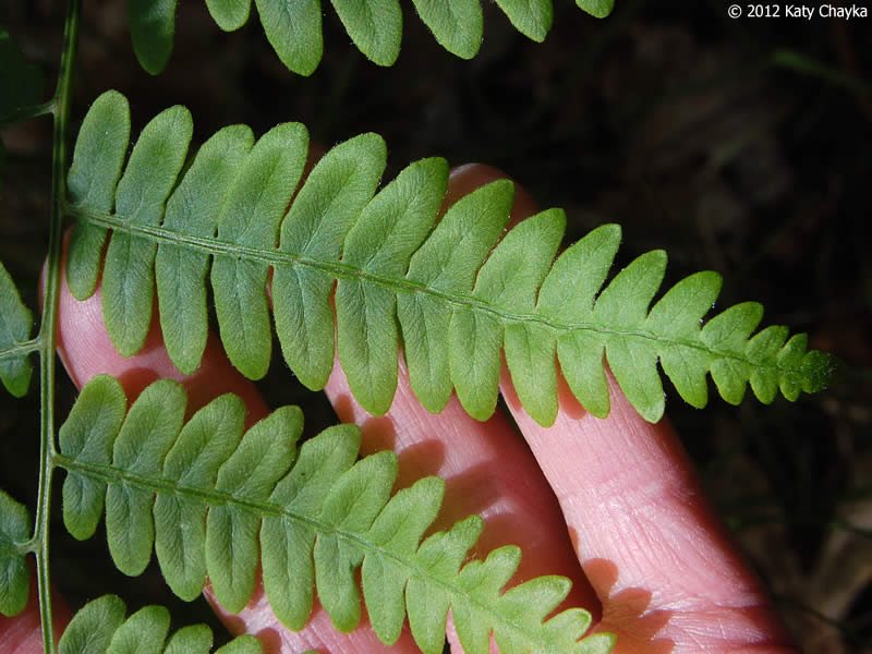 Brackenfern leaf