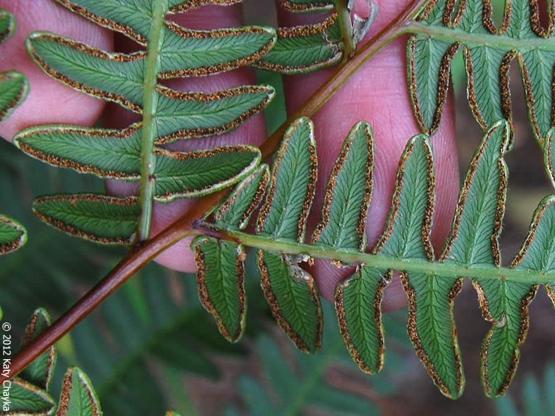 Brackenfern sori