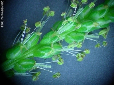 Broadleaf Plantain flower