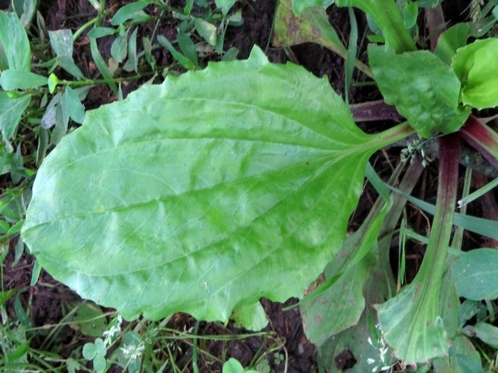Broadleaf plantain leaf