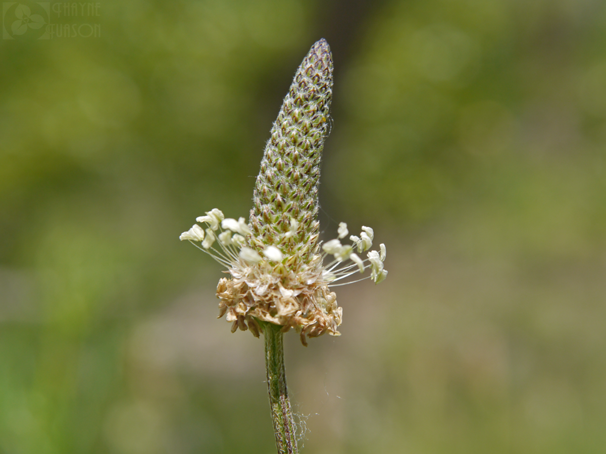 Buckhorn plantain flower