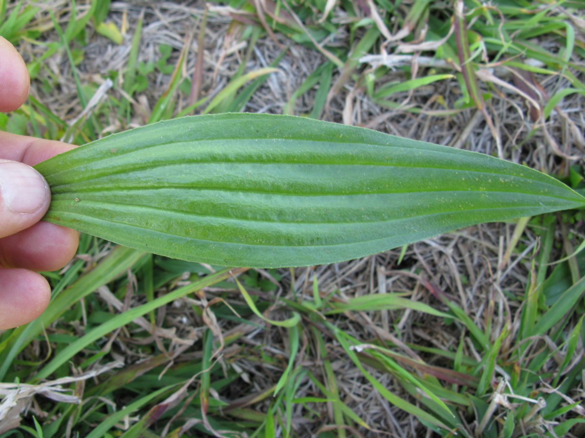 Buckhorn plantain leaf