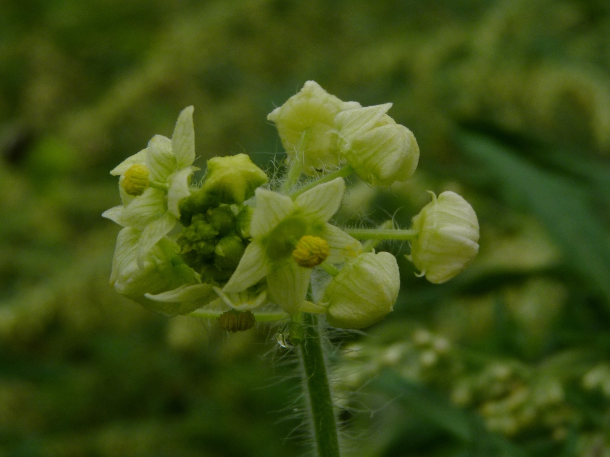 Bur cucumber flower