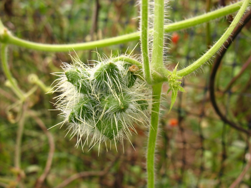 Bur cucumber fruit