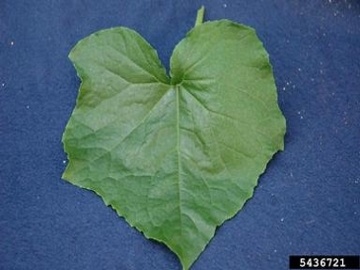 Bur cucumber leaf