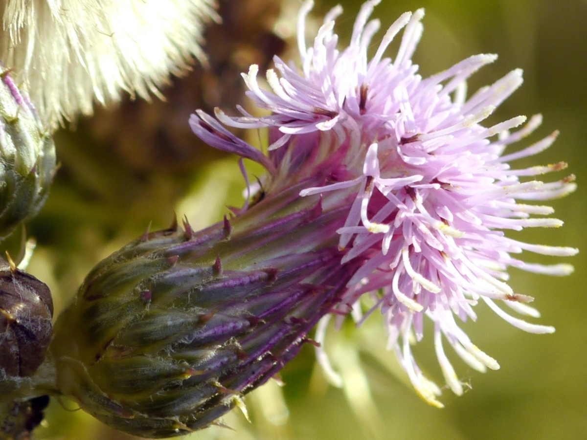 Canada thistle flower