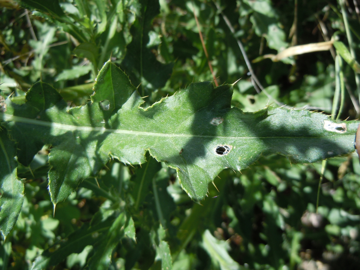 Canada thistle leaf