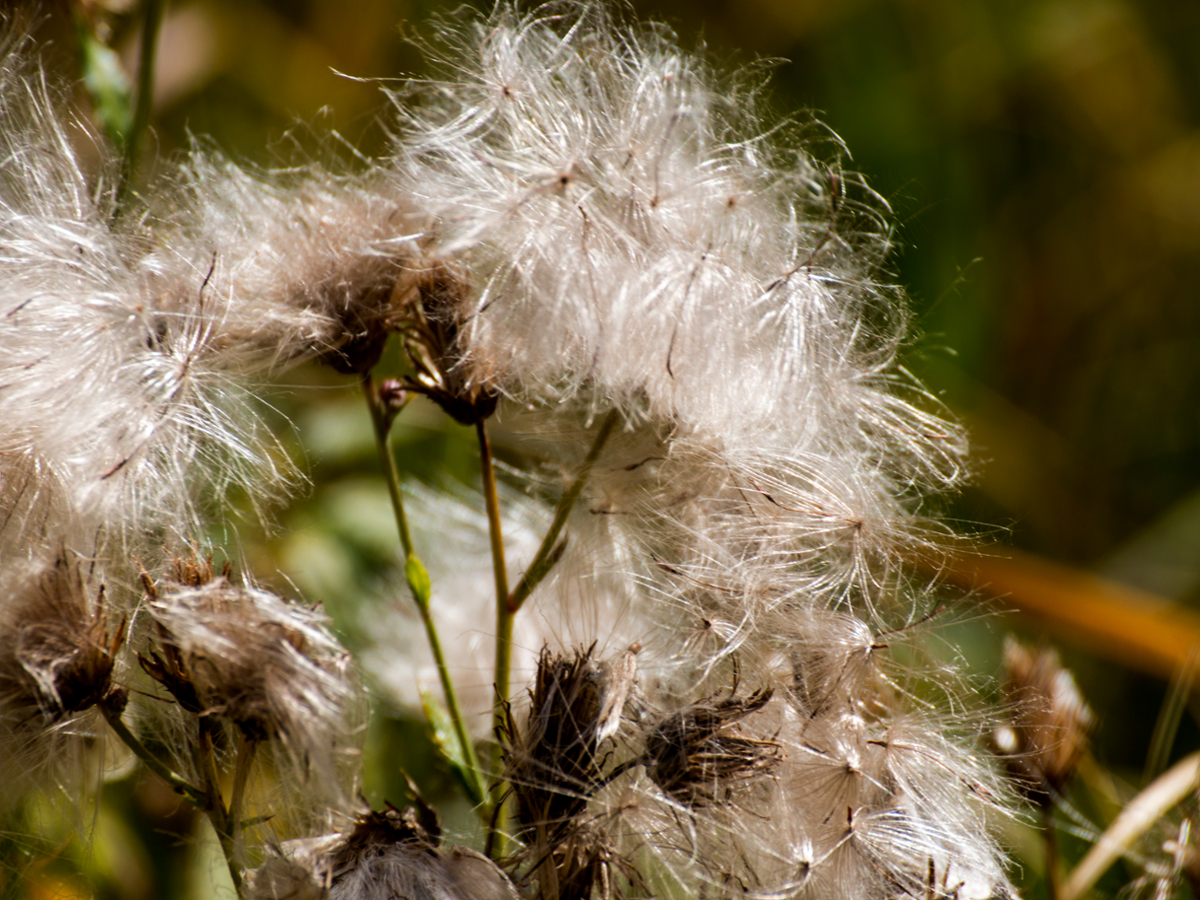 Canada thistle seeds