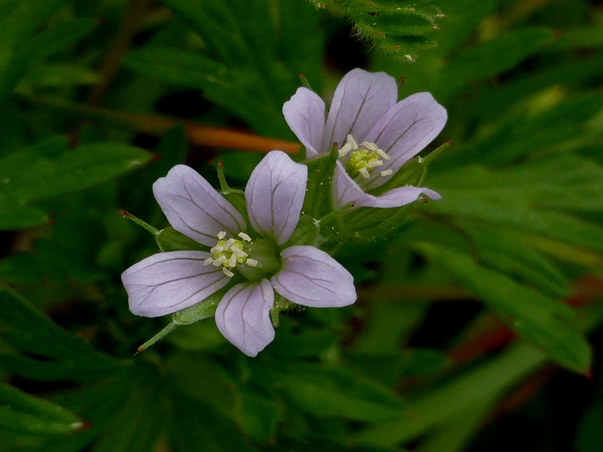 Carolina geranium flower