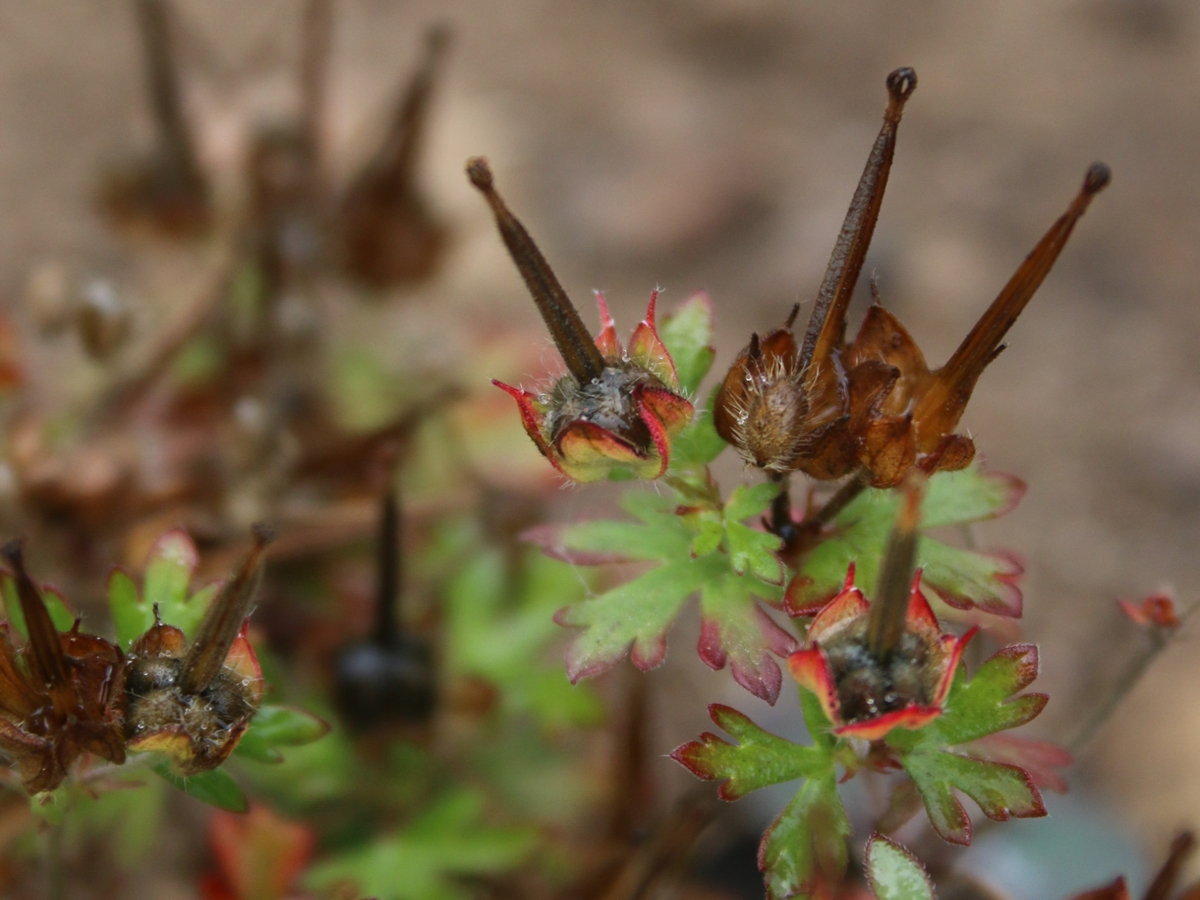 carolina geranium seedhead