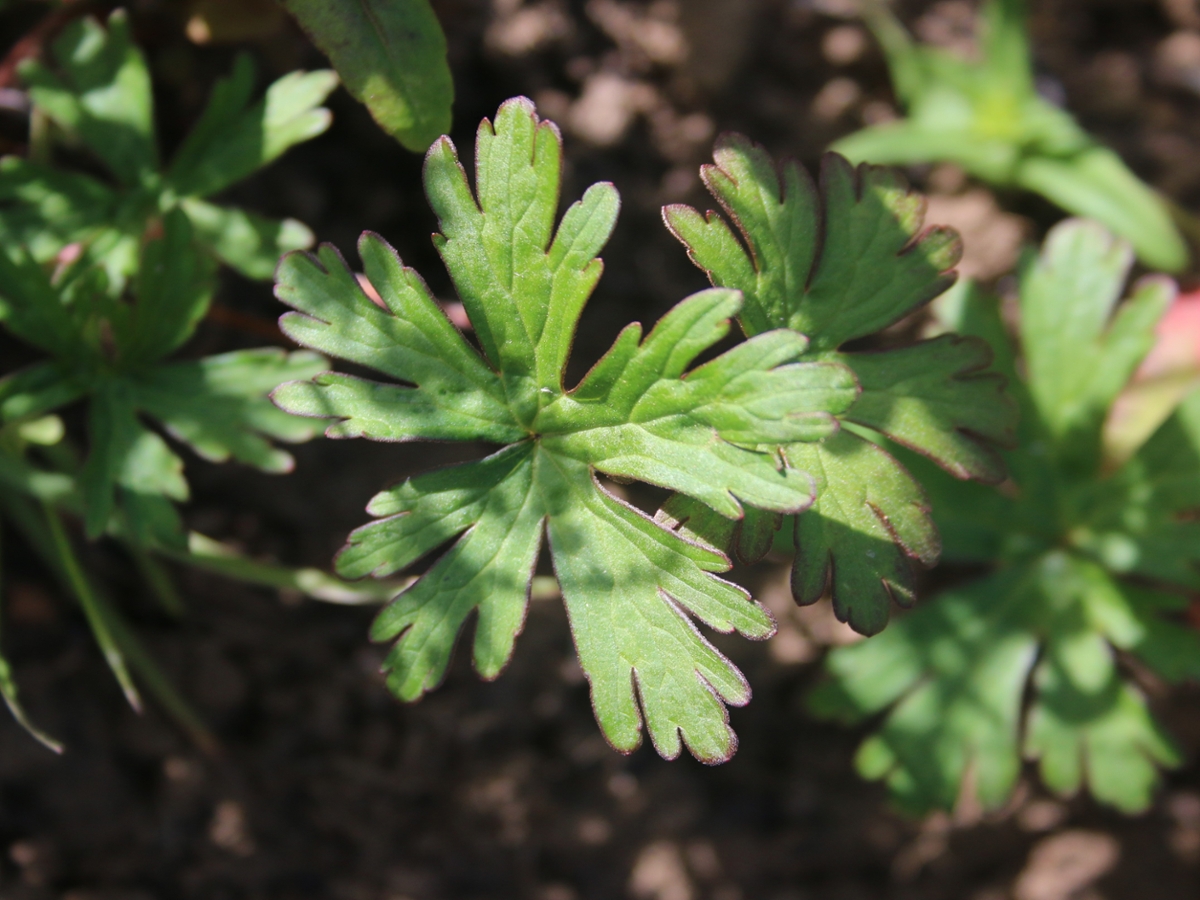 Carolina geranium leaves