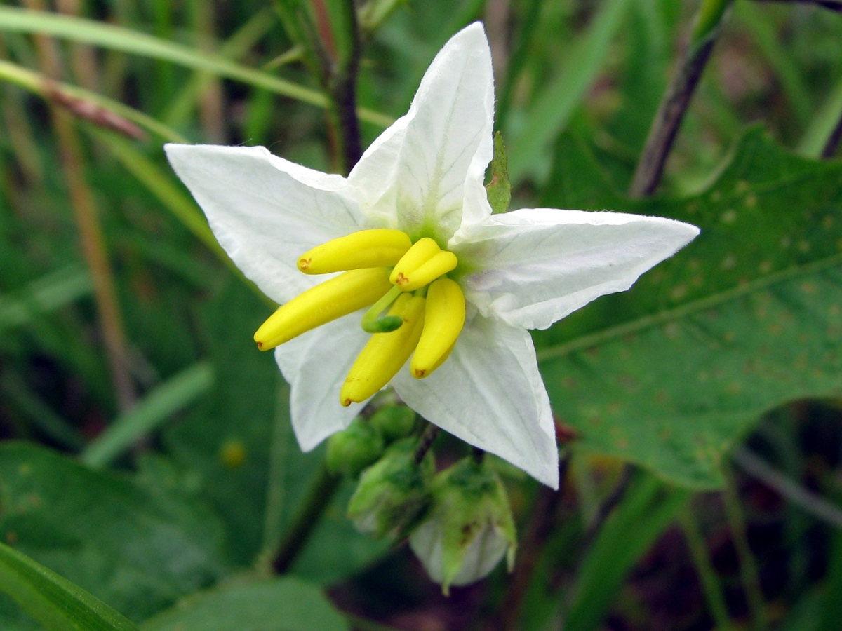 carolina horsenettle flower