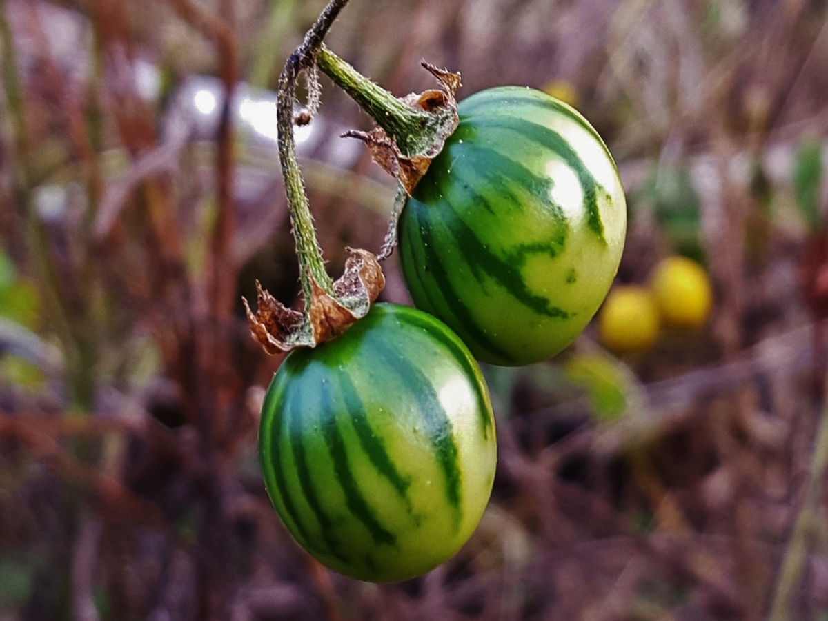 carolina horsenettle fruit