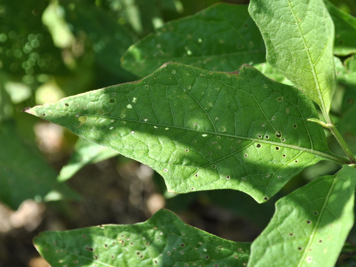 carolina horsenettle leaves