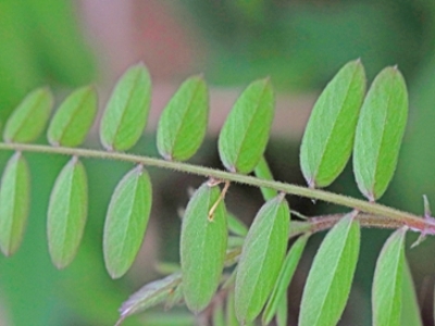 carolina vetch leaves