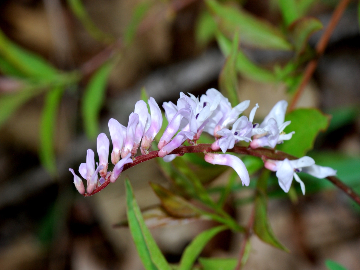 carolina vetch flower