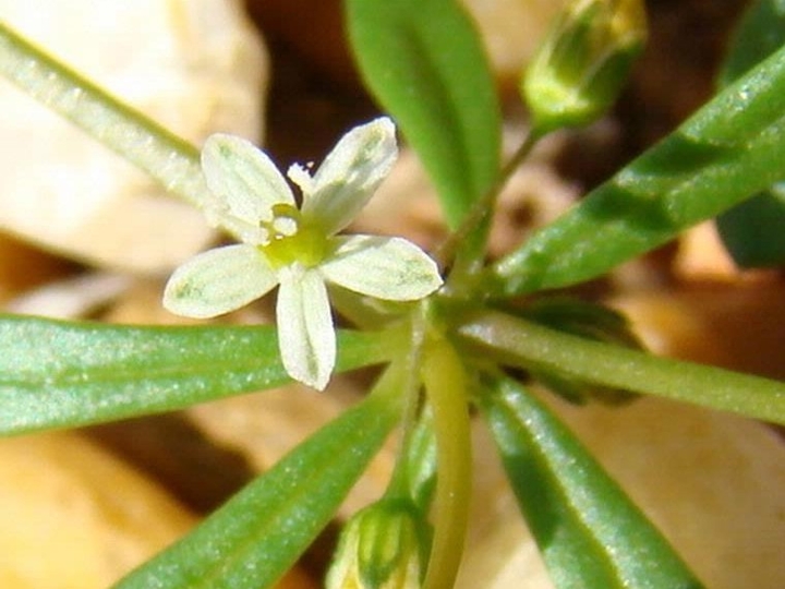 carpetweed flower