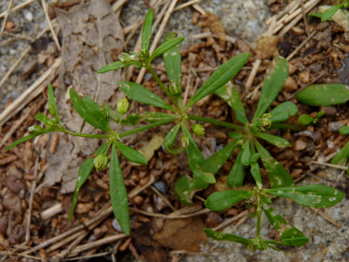 Carpetweed leaves