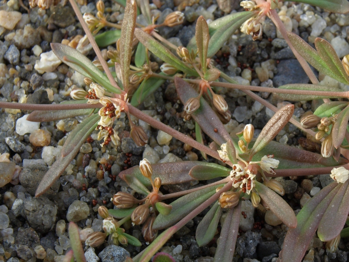 carpetweed seeds