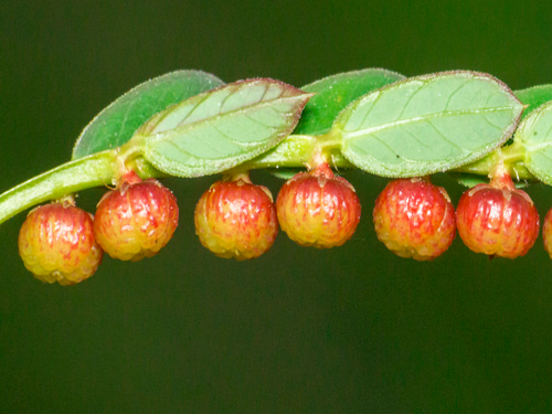 chamberbitter fruit