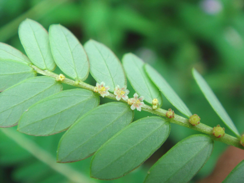 chamberbitter leaves flowers